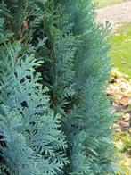 Chamaecyparis Columnaris / conifeer, Tuin en Terras, Ophalen, Conifeer, Haag, 100 tot 250 cm