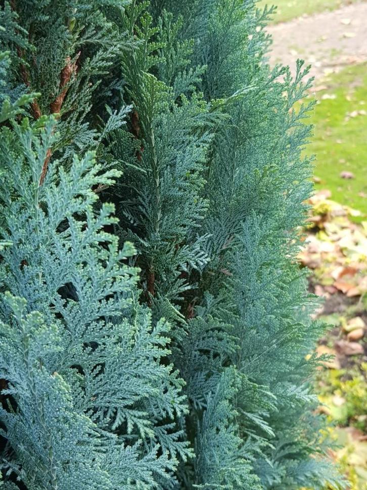 Chamaecyparis Columnaris / conifeer, Tuin en Terras, Planten | Struiken en Hagen, Haag, Conifeer, 100 tot 250 cm, Ophalen
