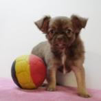 Chihuahua - puppy's geboren in België, België, Handelaar, CDV (hondenziekte), 8 tot 15 weken