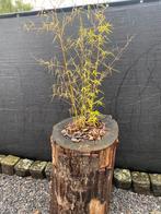 Tuin decoratie, Tuin en Terras, Ophalen of Verzenden