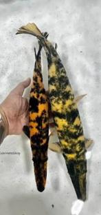 ‼️Gezocht‼️ marble /bonte alligator gar., Dieren en Toebehoren, Vissen | Aquariumvissen