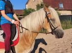 Lieve haflinger merrie, Dieren en Toebehoren, Paarden, Merrie, Minder dan 160 cm, B, Gechipt