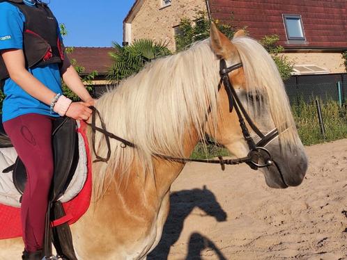 Lieve haflinger merrie, Dieren en Toebehoren, Paarden, Merrie, B, Minder dan 160 cm, 3 tot 6 jaar, Recreatiepaard, Met stamboom