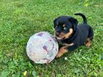 Rottweiler pups, Dieren en Toebehoren, Honden | Bulldogs, Pinschers en Molossers, België, Fokker | Hobbymatig, Meerdere, Meerdere dieren