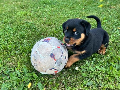 Rottweiler pups, Dieren en Toebehoren, Honden | Bulldogs, Pinschers en Molossers, Meerdere dieren, Rottweiler, Fokker | Hobbymatig