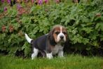 Prachtige Beagle pups, Dieren en Toebehoren, CDV (hondenziekte), Meerdere, 8 tot 15 weken, Meerdere dieren