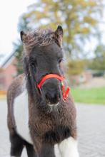 shetlander hengstjes, Dieren en Toebehoren, Hengst, A pony (tot 1.17m), Gechipt, 0 tot 2 jaar