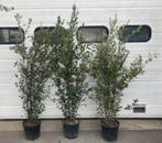 STERKE HAAGPLANTEN VOOR TUIN - alle soorten, Ophalen