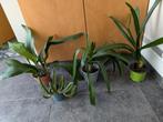 Kamerplanten: Clivia, Aspidistra, Ophalen, Overige soorten, Halfschaduw, In pot