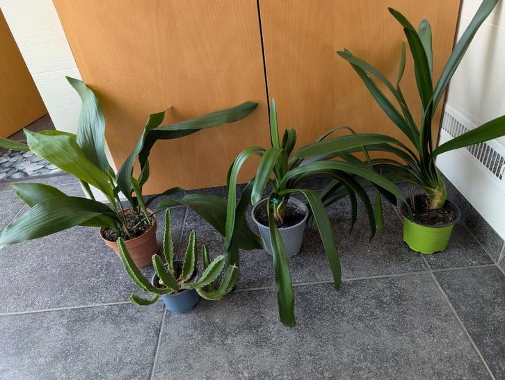 Kamerplanten: Clivia, Aspidistra, Huis en Inrichting, Kamerplanten, Overige soorten, Bloeiende kamerplant, Halfschaduw, In pot