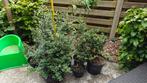 Ilex crenata (buxus vervanger), Tuin en Terras, Ophalen, Buxus