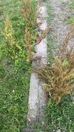 Gratis tumbils, Ophalen, Gebruikt, 200 tot 250 cm, 50 mm of meer
