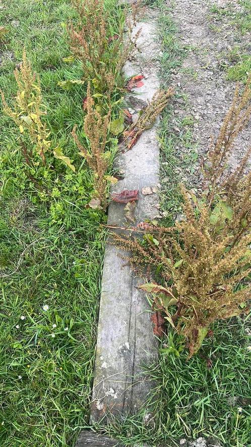 Gratis tumbils, Doe-het-zelf en Bouw, Hout en Planken, Gebruikt, Balk, Overige houtsoorten, 200 tot 250 cm, 50 mm of meer, Ophalen