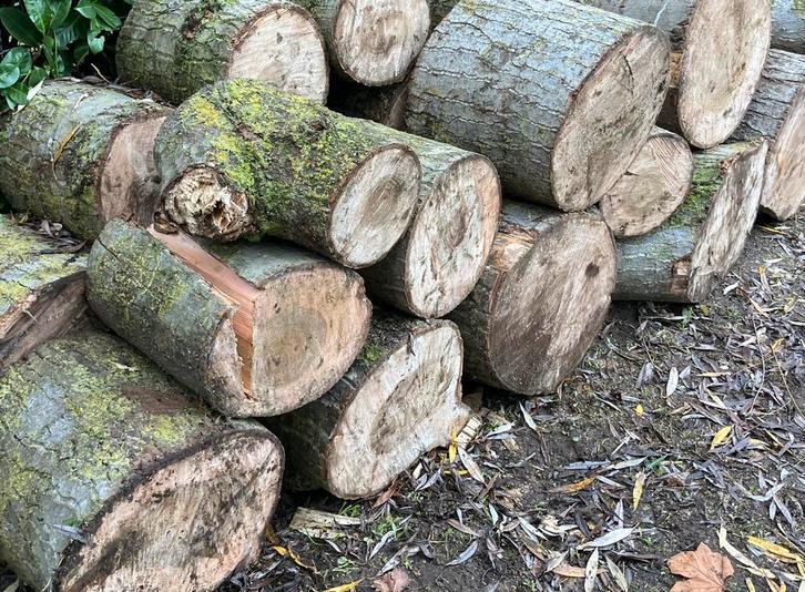 Populier brandhout €50/m3, Tuin en Terras, Brandhout, Blokken, Overige houtsoorten, 6 m³ of meer, Ophalen