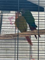 Mooie koppel baryhura, Dieren en Toebehoren, Vogels | Parkieten en Papegaaien, Papegaai, Geringd