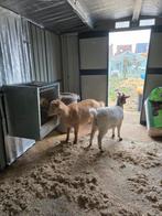 Dwerggeitjes 2 miekes