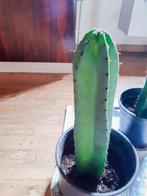 2 cactussen voor totaalprijs €10, Ophalen, Cactus