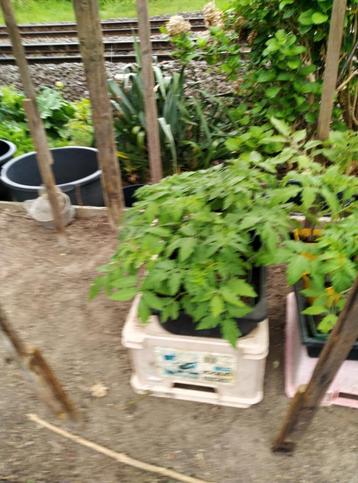 TOMATENPLANTEN (VLEESTOMAAT F1) beschikbaar voor biedingen