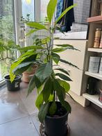 Avocatier (triple) 1 mètre/ 2 ans, Huis en Inrichting, Kamerplanten, Fruitplant