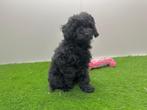 Nestjes Dwergpoedel pups, Dieren en Toebehoren, Poedel, België, CDV (hondenziekte), 8 tot 15 weken