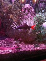 Diverse vissen zoetwater