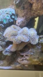 Sacrophyton koraal