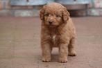 Prachtige medium Labradoodle pups (ouders aanwezig), Dieren en Toebehoren, België, Overige rassen, CDV (hondenziekte), 8 tot 15 weken