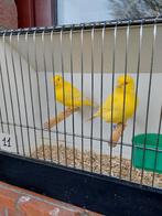 Kanaries, Dieren en Toebehoren, Vogels | Kanaries