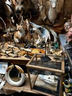 Curiosa te koop, Ophalen of Verzenden