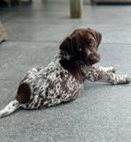 Duitse Staande Korthaar pups met stamboom, Dieren en Toebehoren, Duitse Staande hond, België, Particulier, CDV (hondenziekte)