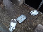 konijnen, Plusieurs animaux, Taille moyenne, 0 à 2 ans