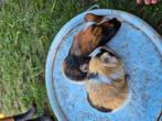 Cavia's  4 mannetjes, Dieren en Toebehoren, Knaagdieren, Augustus, Cavia