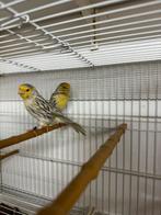 Agaat geel mozaïek topaas, Dieren en Toebehoren, Meerdere dieren, Kleurkanarie