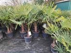 Palmbomen winterhard Trachycarpus fortunei, Tuin en Terras, Planten | Bomen, In pot, Minder dan 100 cm, Lente, Volle zon