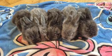 Lapin angora anglais, Animaux & Accessoires, Lapins, Plusieurs animaux, Grand, 0 à 2 ans