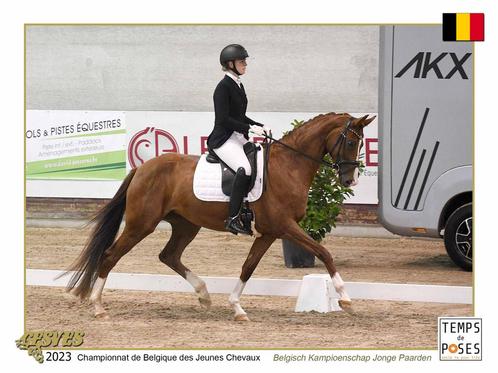 Aangeboden: dressuurles, Animaux & Accessoires, Chevaux