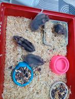 hamsters nains russes 4 euros chacun, Animaux & Accessoires, Hamster, Octobre, Domestique, Plusieurs animaux