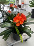 Clivia, Huis en Inrichting, Kamerplanten, Ophalen, Volledige schaduw, Overige soorten, Minder dan 100 cm