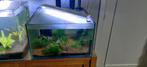 Verschillende aquariums met garnalen te koop, Dieren en Toebehoren, Ophalen