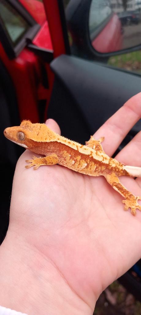 0.1 Knalrode Extreme Harlequin wimpergekko vrouw, Animaux & Accessoires, Reptiles & Amphibiens, Lézard, 0 à 2 ans, Domestique