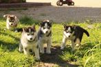 Siberische Husky pups, Dieren en Toebehoren, Honden | Poolhonden, Keeshonden en Oertypen, CDV (hondenziekte), Meerdere, Poolhond