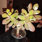 Arbre de Jade ( Crassula ovata ), Huis en Inrichting, Kamerplanten, Ophalen