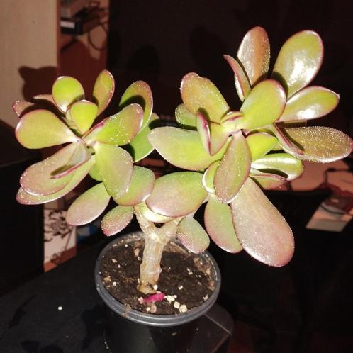 Arbre de Jade ( Crassula ovata ), Huis en Inrichting, Kamerplanten, Ophalen