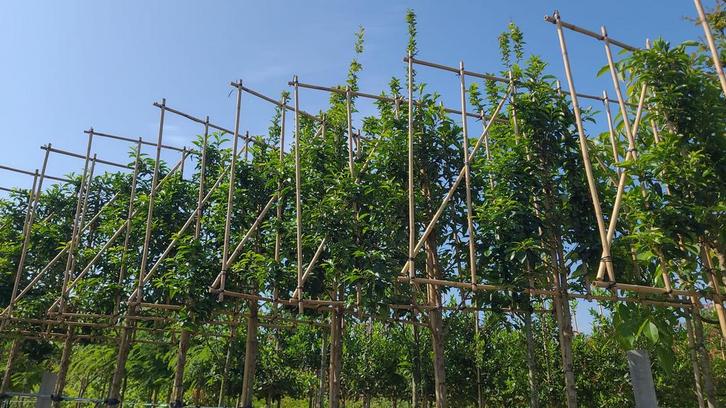 Portugese laurier leibomen | Groenblijvende bomen, Tuin en Terras, Planten | Bomen, Leiboom, Ophalen of Verzenden