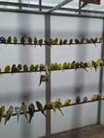 Ruime keuze grasparkieten in vele kleuren, Dieren en Toebehoren, Vogels | Parkieten en Papegaaien