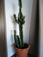 Mooie cactus, Huis en Inrichting, Kamerplanten, Ophalen of Verzenden, Cactus