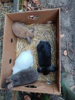 hangoortjes, Dieren en Toebehoren, Konijnen