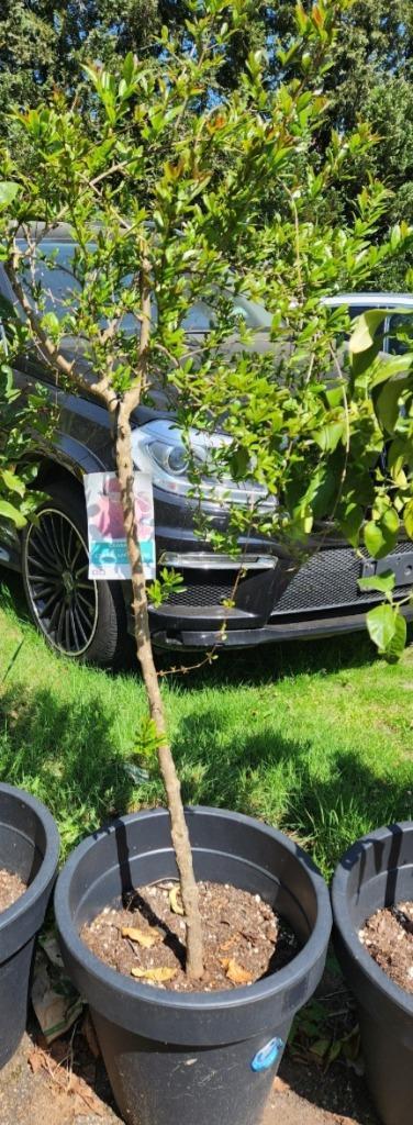 🖤🖤🖤   GRANAATAPPEL    BOOM, Tuin en Terras, Planten | Fruitbomen, Overige soorten, 100 tot 250 cm, Volle zon, Zomer, In pot