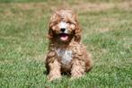 Cavapoo pups te koop, 15 weken tot 1 jaar, Overige rassen, Buitenland, CDV (hondenziekte)
