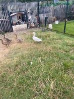 Witte eend man, Dieren en Toebehoren, Mannelijk, Eend